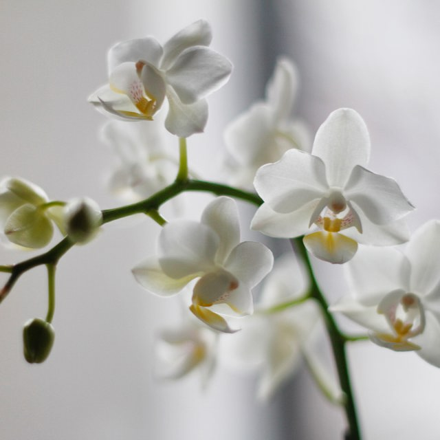 Soleiðis fært tú orkidéir at trívast